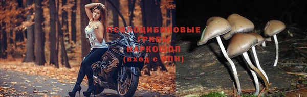 apvp Вязники