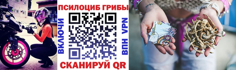 закладки  Новочебоксарск  Галлюциногенные грибы MAGIC MUSHROOMS 